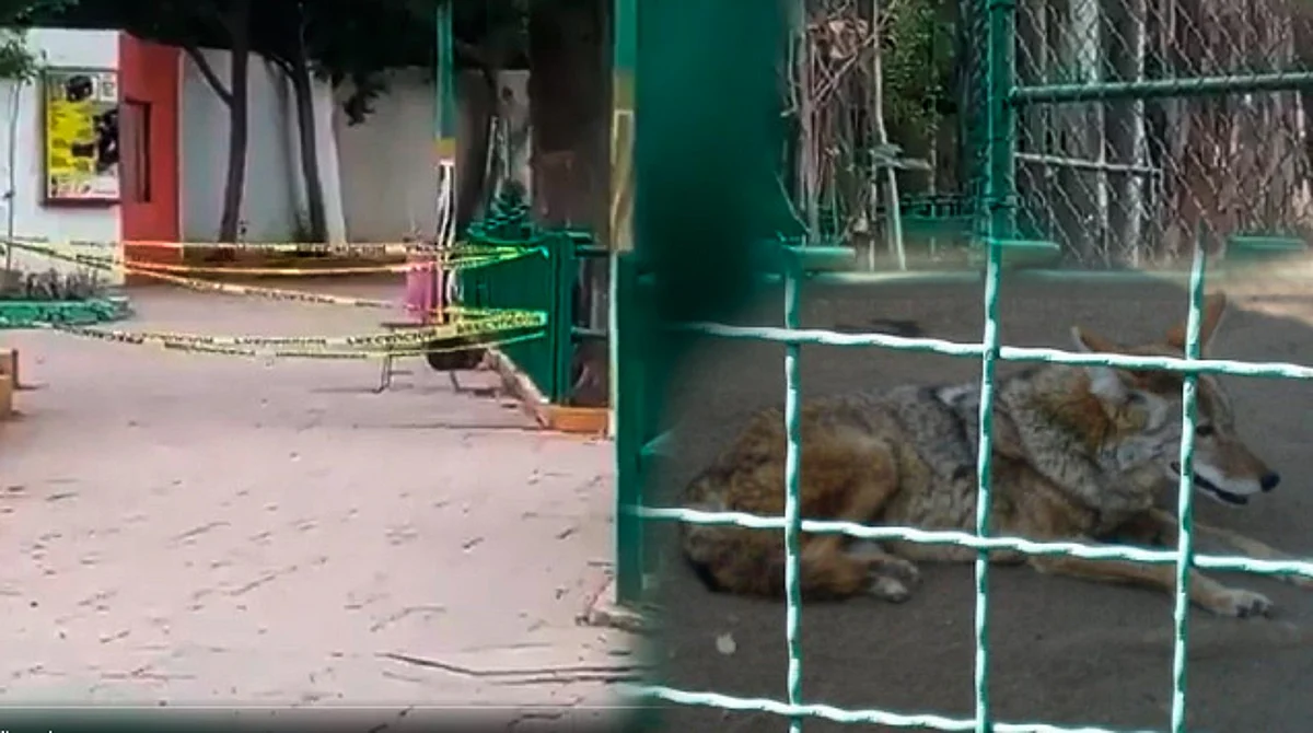 Alexis Fabián de 9 años se acercó al hábitat de los lobos, traspasó el barandal de seguridad y extendió su brazo para poder acariciarlo