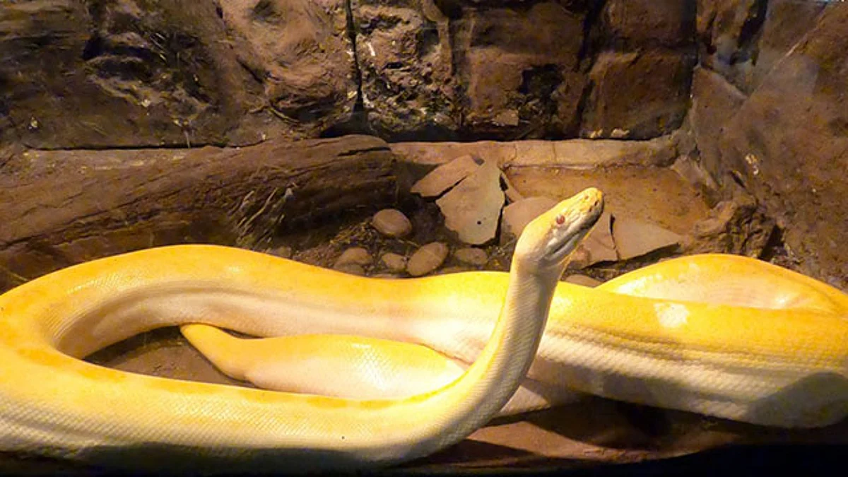 Trabaja Zoológico de Morelia en la preservación de serpientes