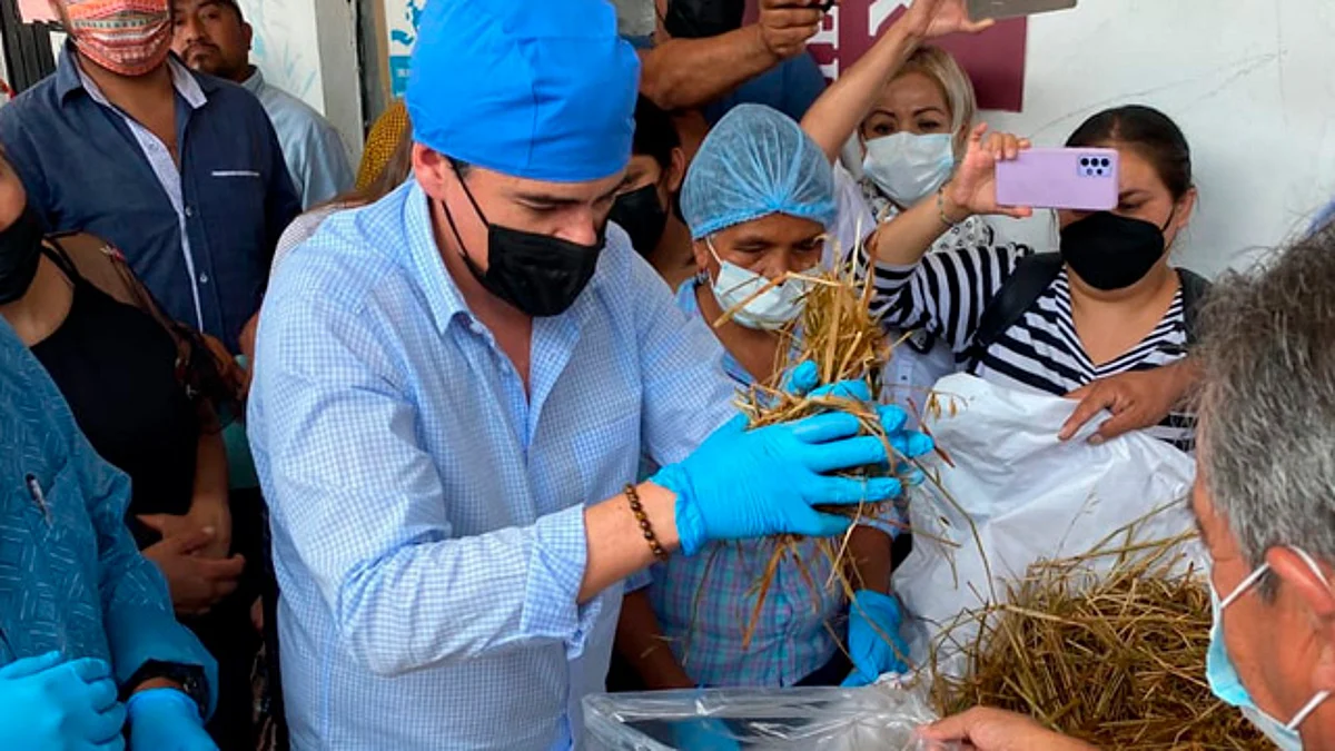 Pone en marcha Toño Ixtláhuac primer módulo de cultivo de hongos comestibles