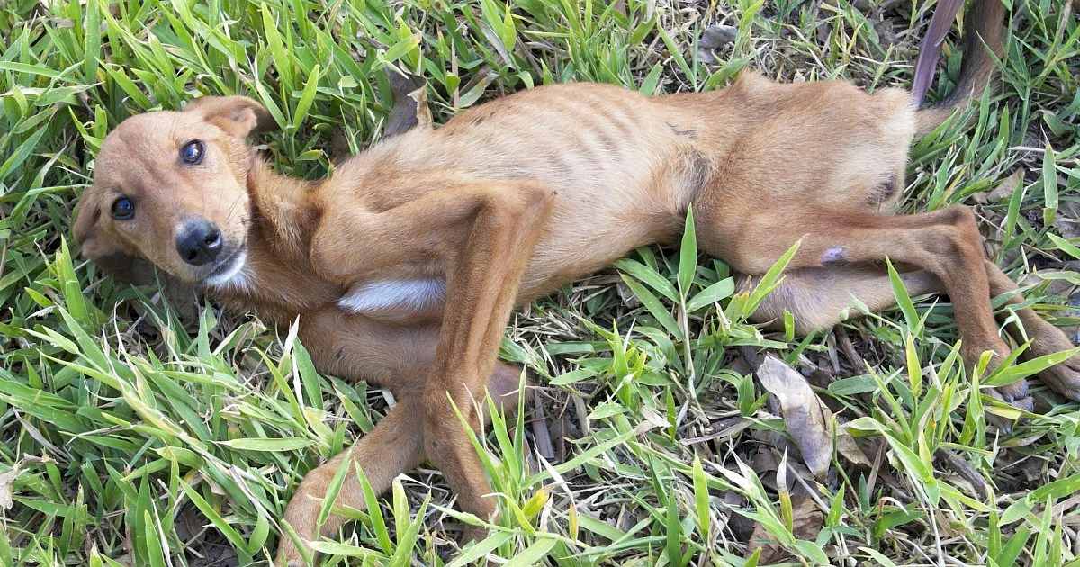 Vinculan a proceso a pareja por el delito de crueldad animal, en Morelia