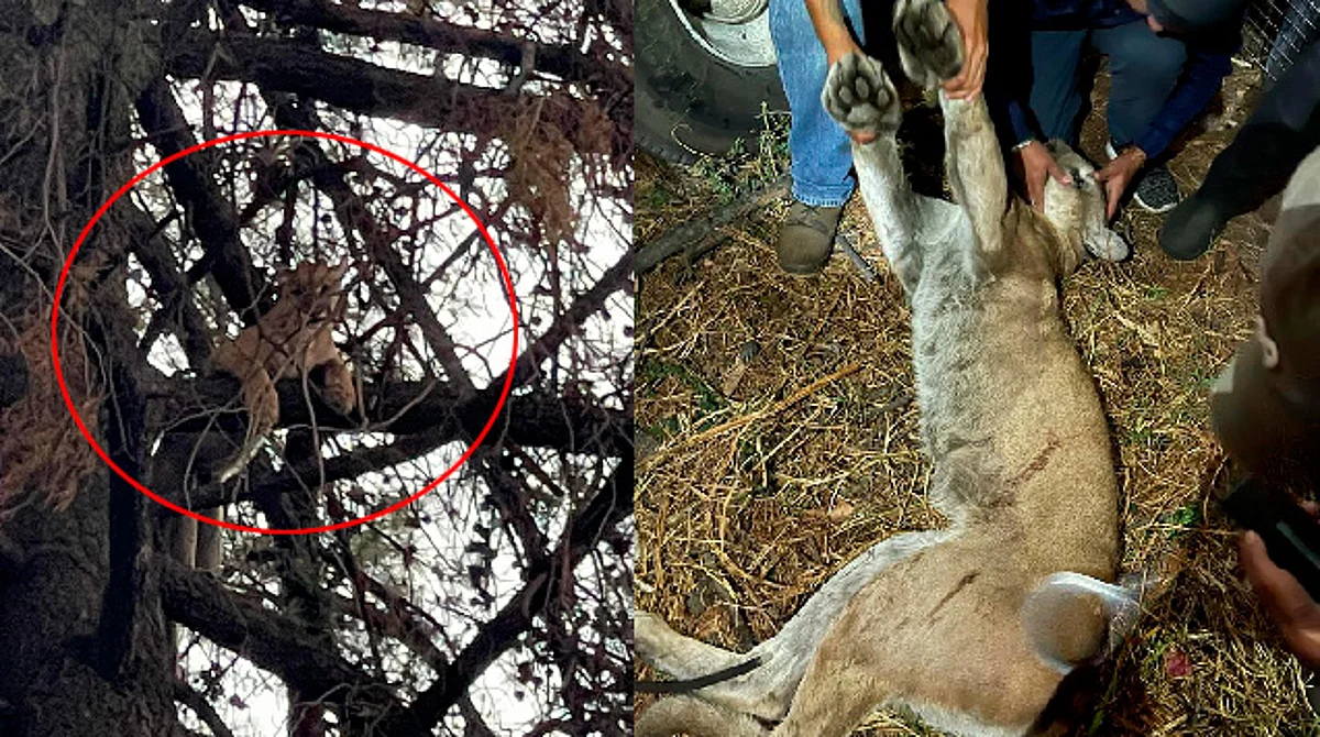 Rescatan a puma en Tlaxcala, estaba en árbol de 10 metros; será llevado al zoológico