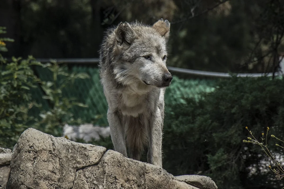 Niño traspasa zona de seguridad en zoo de México y lobo lo ataca