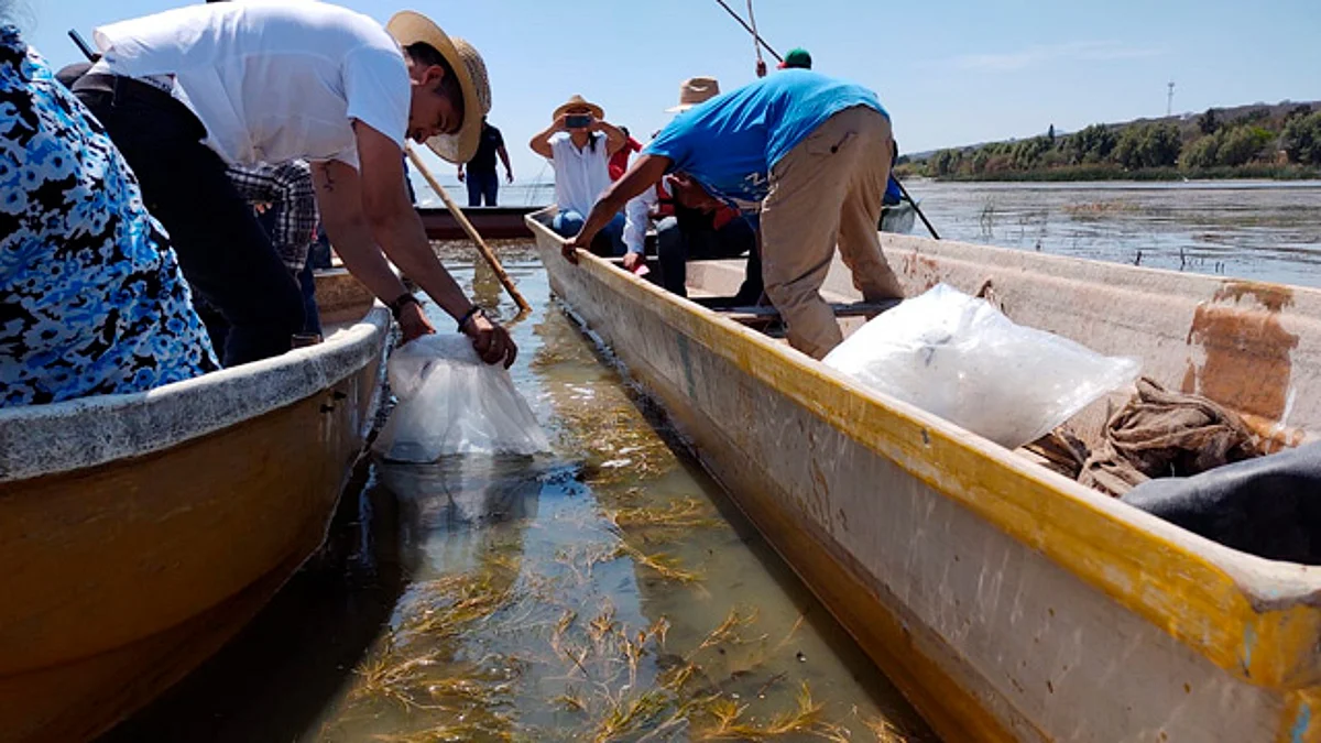 Compesca estudia posibles causas de muerte masiva de peces en Cointzio