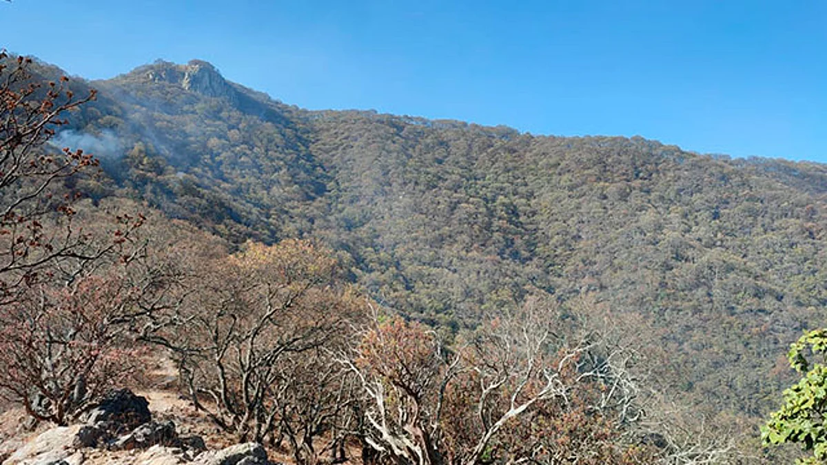 Más de 300 brigadistas atienden siete incendios activos: Cofom
