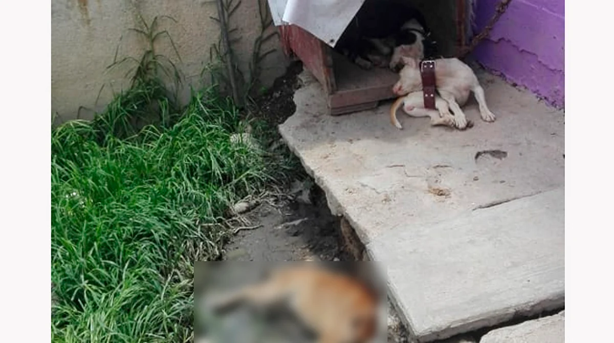 ¡Muchos animalitos te necesitan! Así se denuncia el maltrato en Michoacán