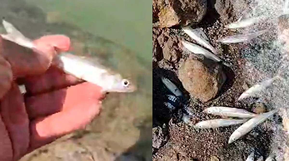Alertan por peces muertos en la presa de Cointzio; es la que abastece Morelia