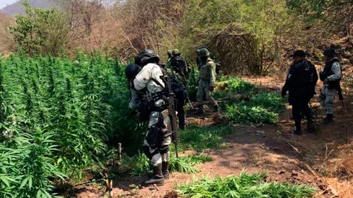 SSP localiza y destruye 8 plantíos de marihuana en Tumbiscatío