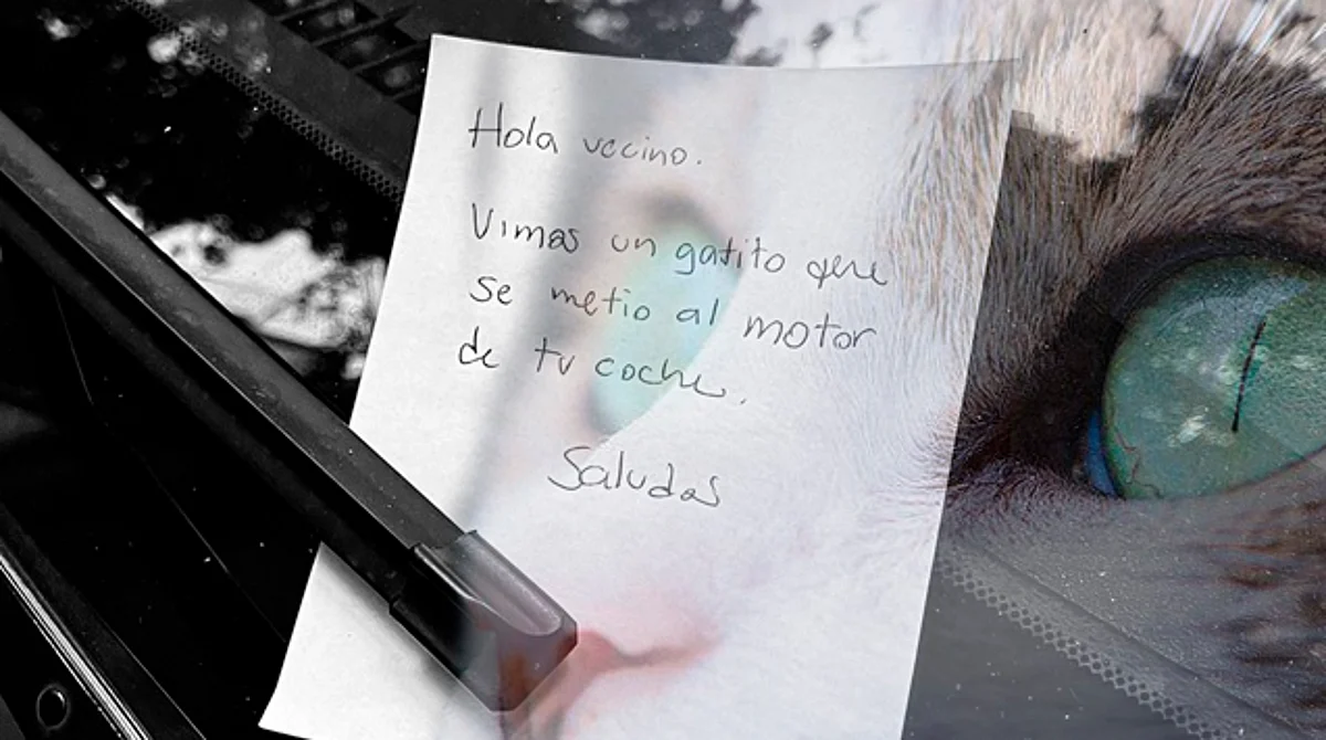 Le roban $80 mil con nuevo modus operandi usando gatitos