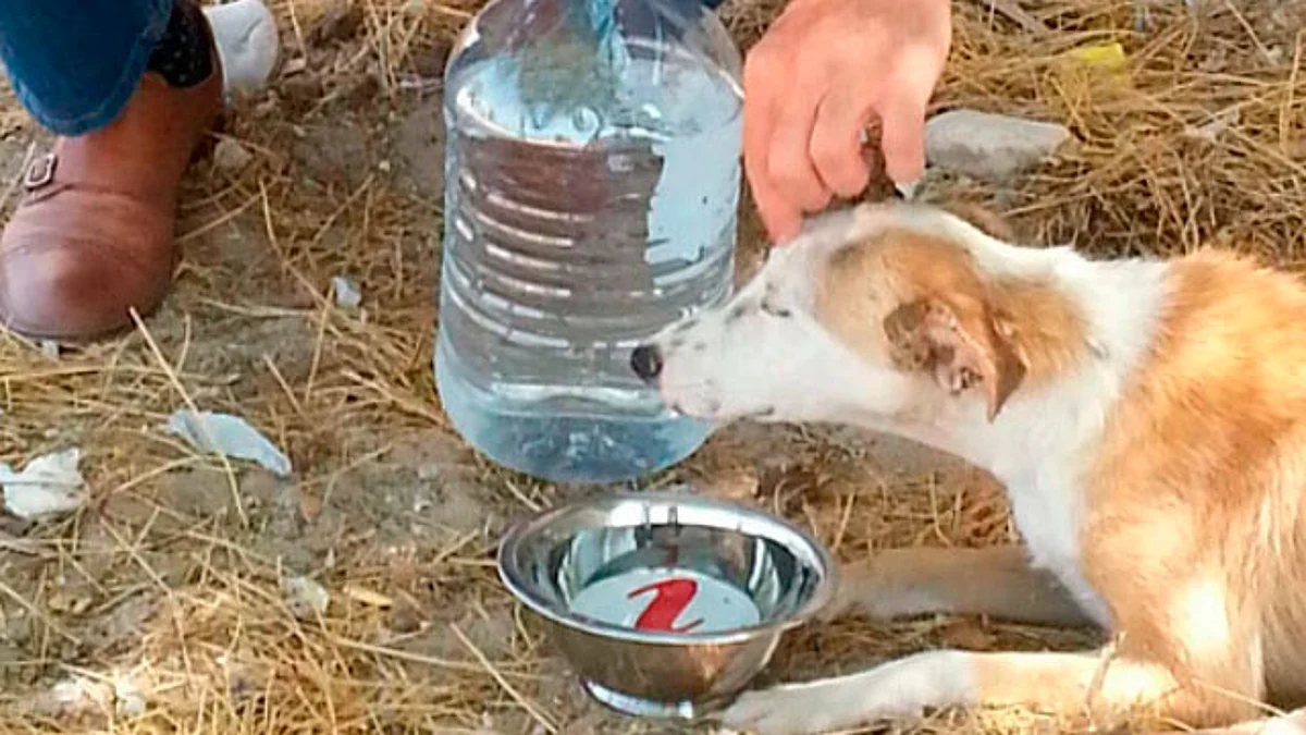 A proceso, persona que envenenó a dos perritos