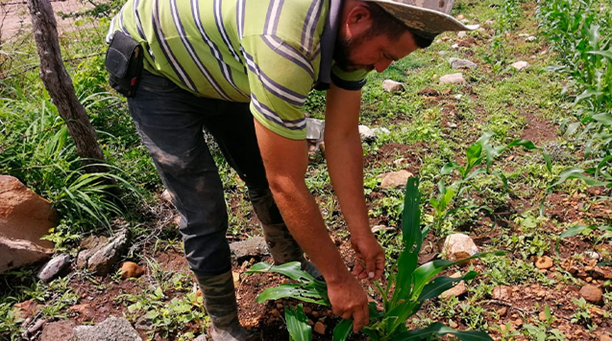 Evaristo Ayala, productor de maíz de la comunidad El Limoncito, en los límites de los municipios de Tacámbaro y Turicato, señaló que se necesita más apoyo del gobierno