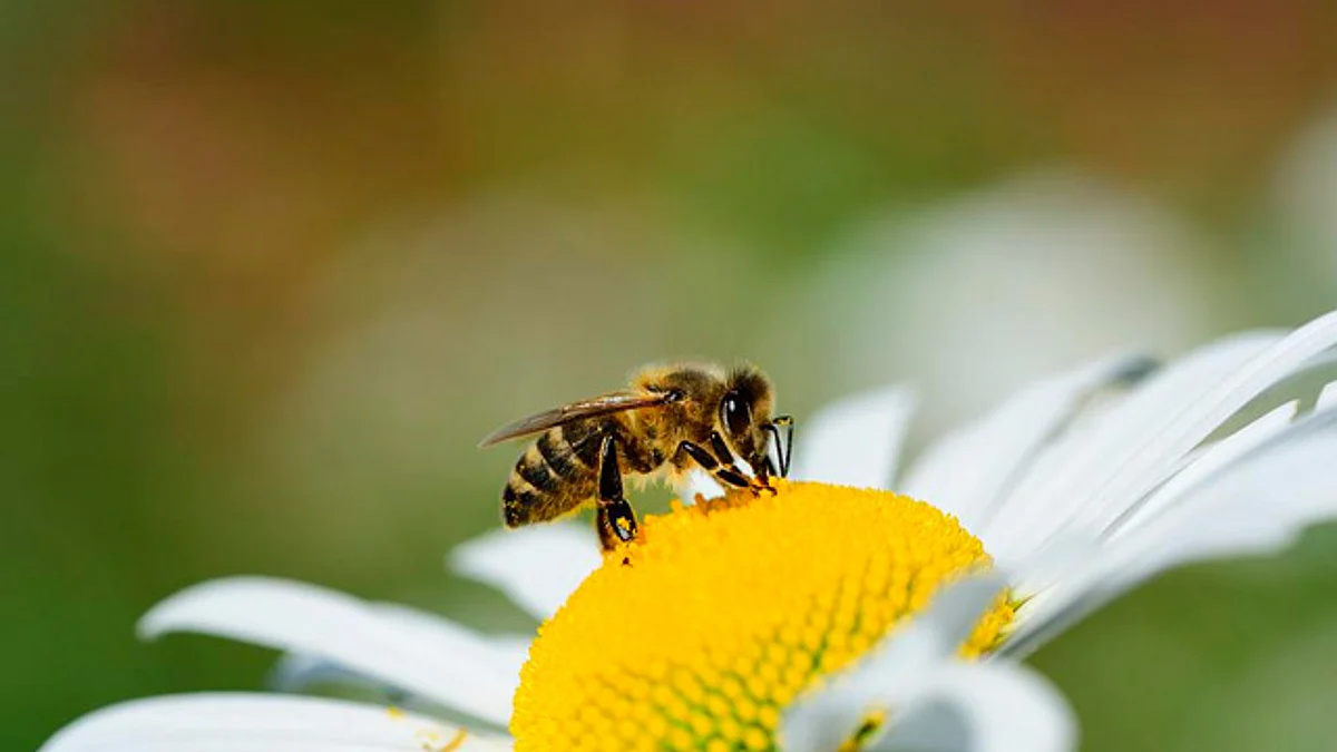 Abejas, imprescindibles para la sobrevivencia humana