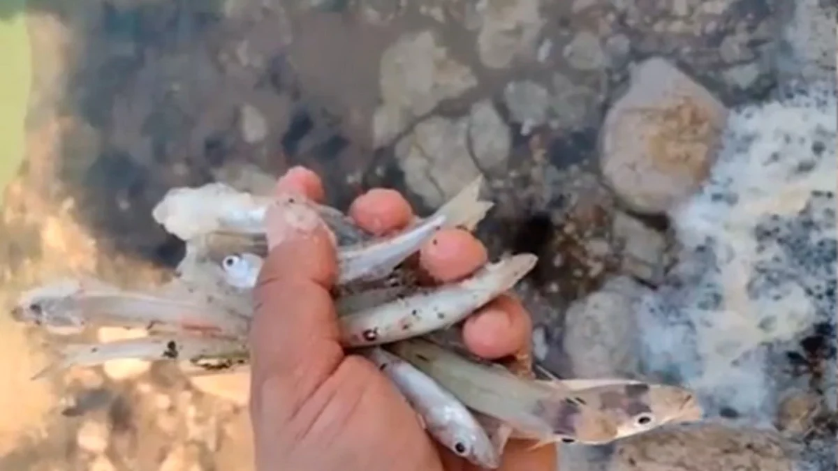 Altas temperaturas, posible causa de muerte de peces en presa de Cointzio: investigador