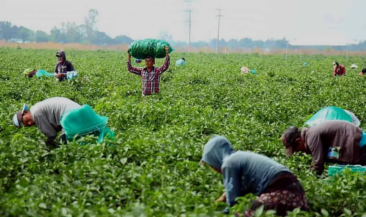 Sin prestaciones de ley, 200 mil trabajadores agrícolas en Michoacán