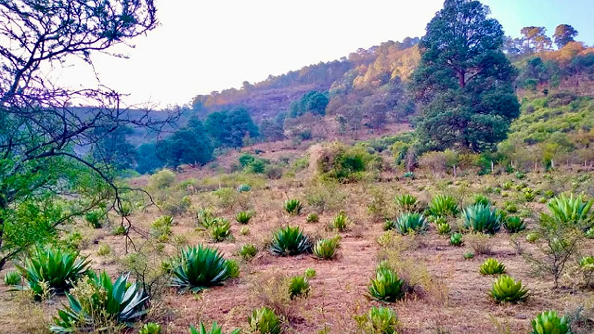 Gobierno de Michoacán presenta Segundo Estudio de Estado Sobre Biodiversidad