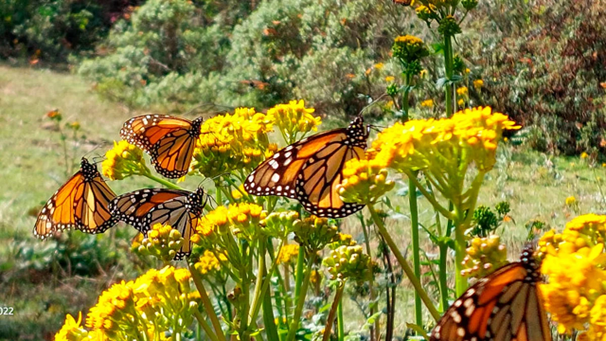Un millón de plantas se reforestarán en los santuarios de la mariposa monarca