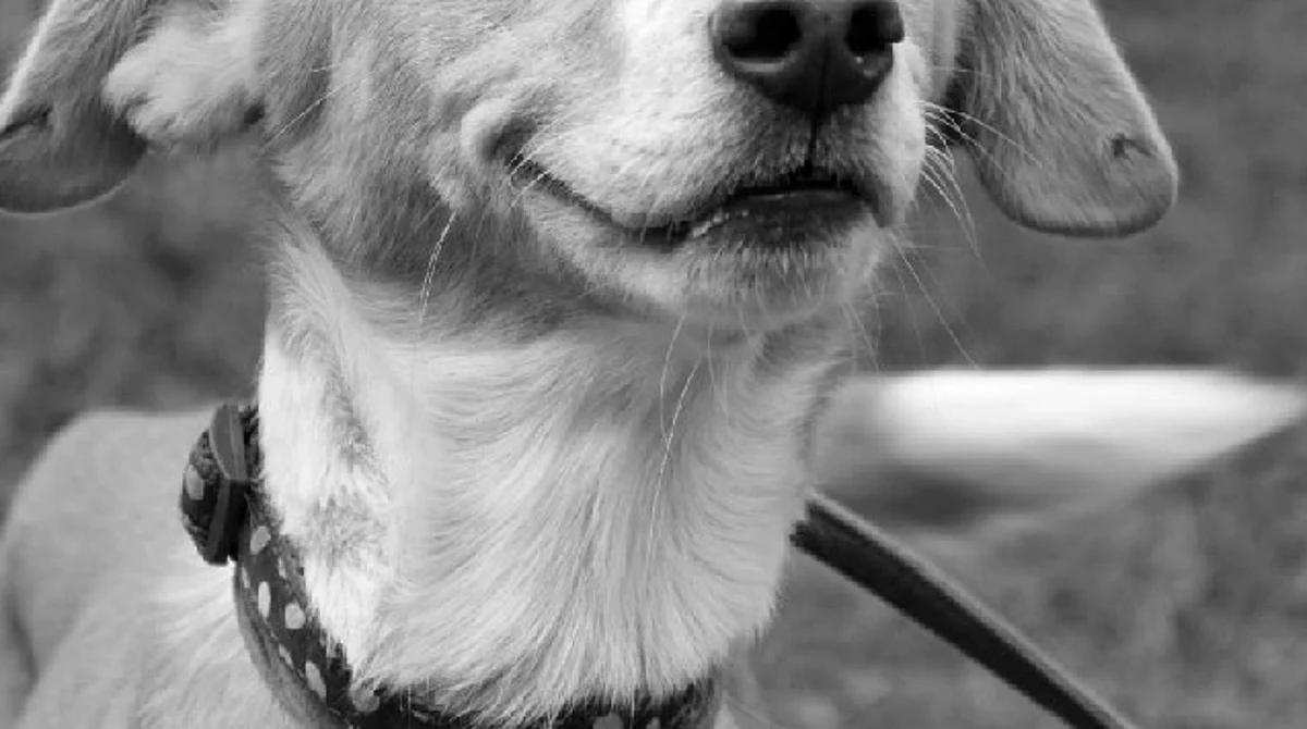 Detienen a presunto responsable de maltrato animal contra 2 perritos, en Morelia