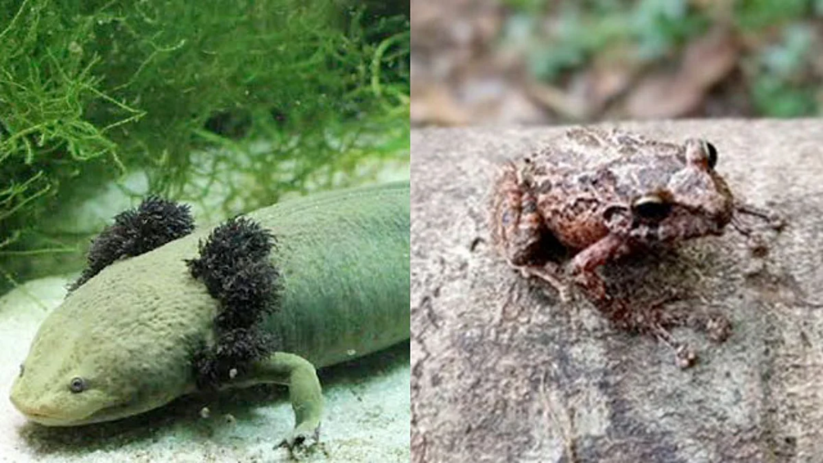 Michoacán cuenta con 4 sitios y 5 especies dentro de la Alianza para la Extinción Cero