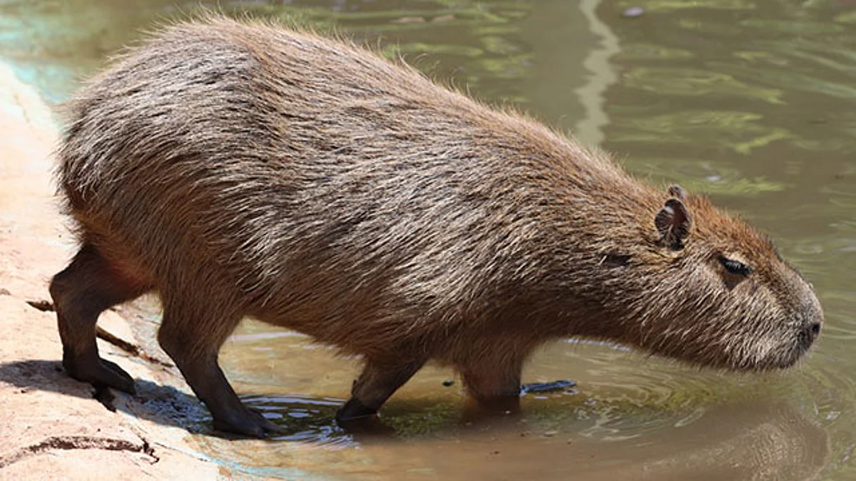 Zoológico de Morelia alberga una de las especies de roedor más grande del mundo