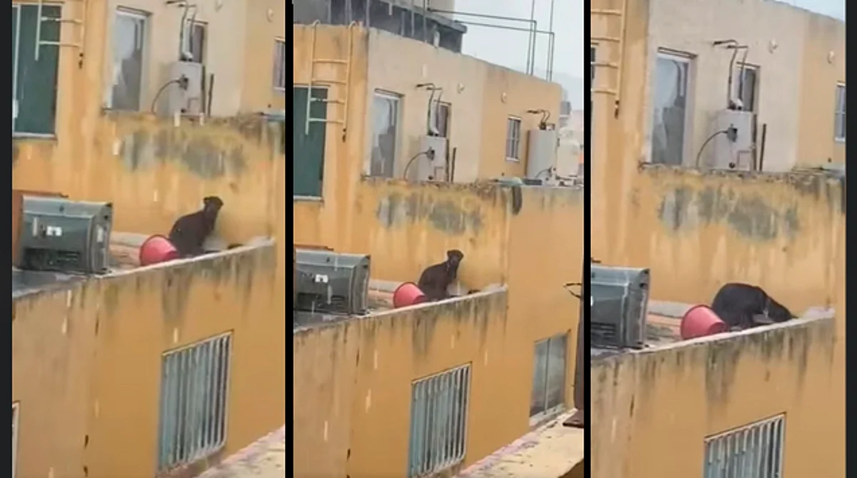En el video que llegó a esta redacción se ve al animalito mientras padece una tormenta diurna