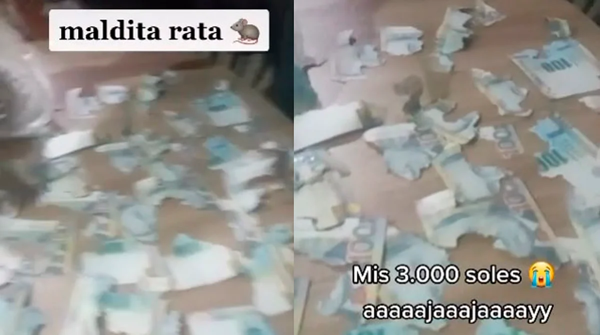 ¡No, mis ahorros, mi dinero! Rata destroza 15 mil pesos en ahorros