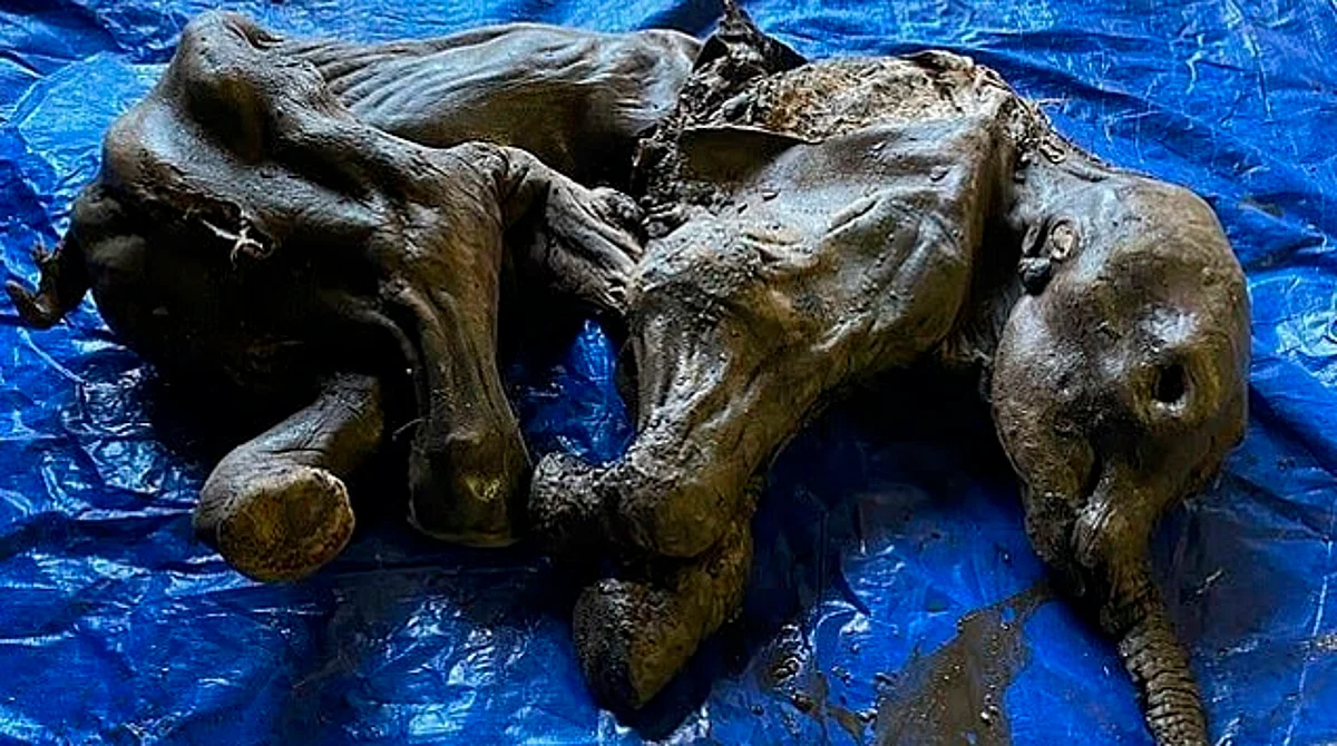 Hasta ahora es el mamut momificado más completo encontrado en Norteamérica