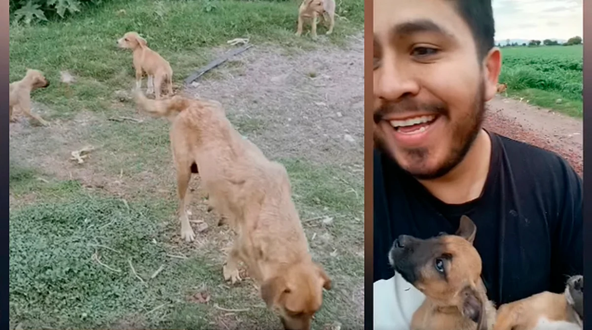 Por medio de las redes sociales del refugio Patitas Callejeras Pastor Ortiz dio cuenta de lo que sucedió