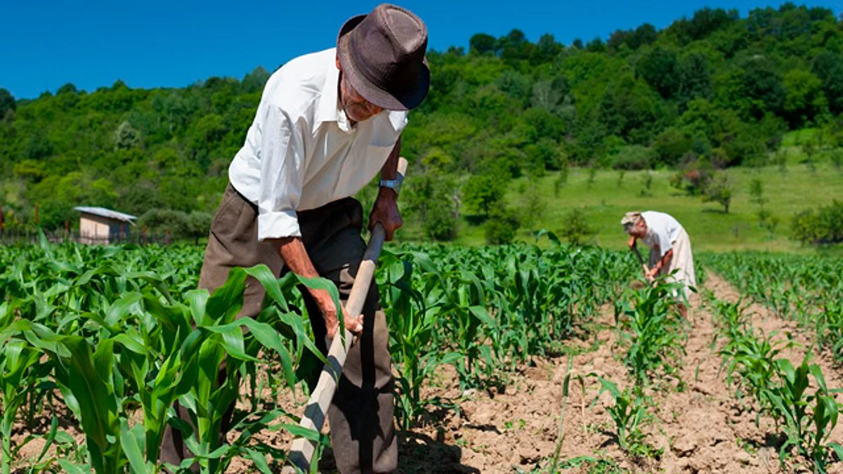 Michoacán, 6to lugar nacional de productividad agrícola en EU y Canadá