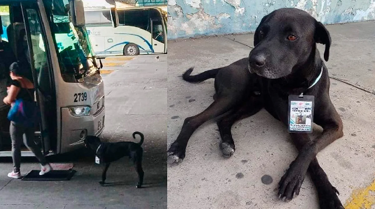 "Negrito" el nuevo supervisor de ruta en la Terminal de autobuses en Acapulco