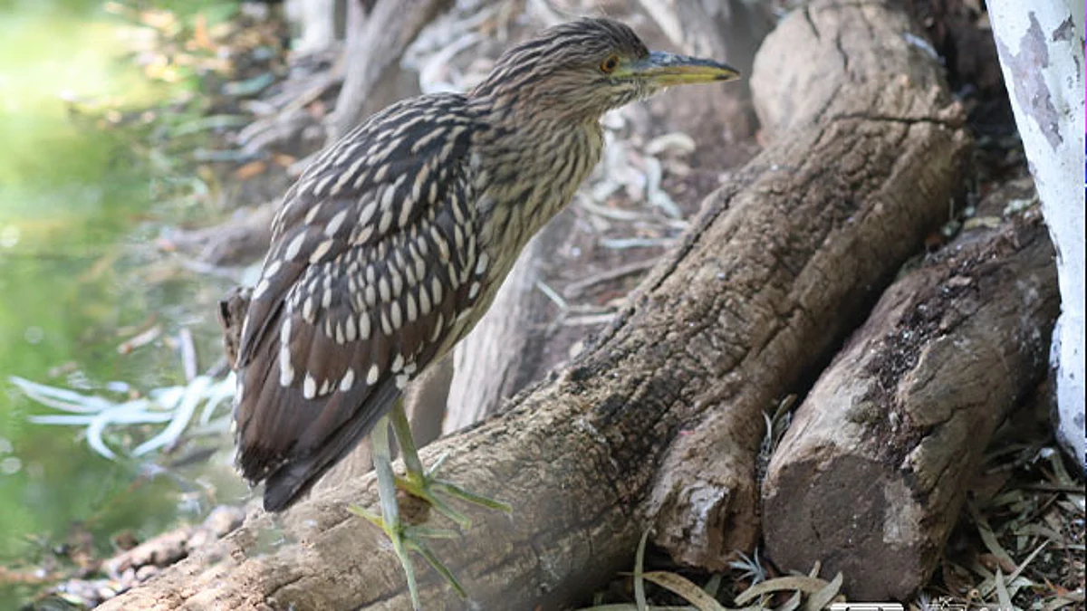 Zoológico de Morelia regresa a su hábitat a una garza nocturna asegurada por Profepa