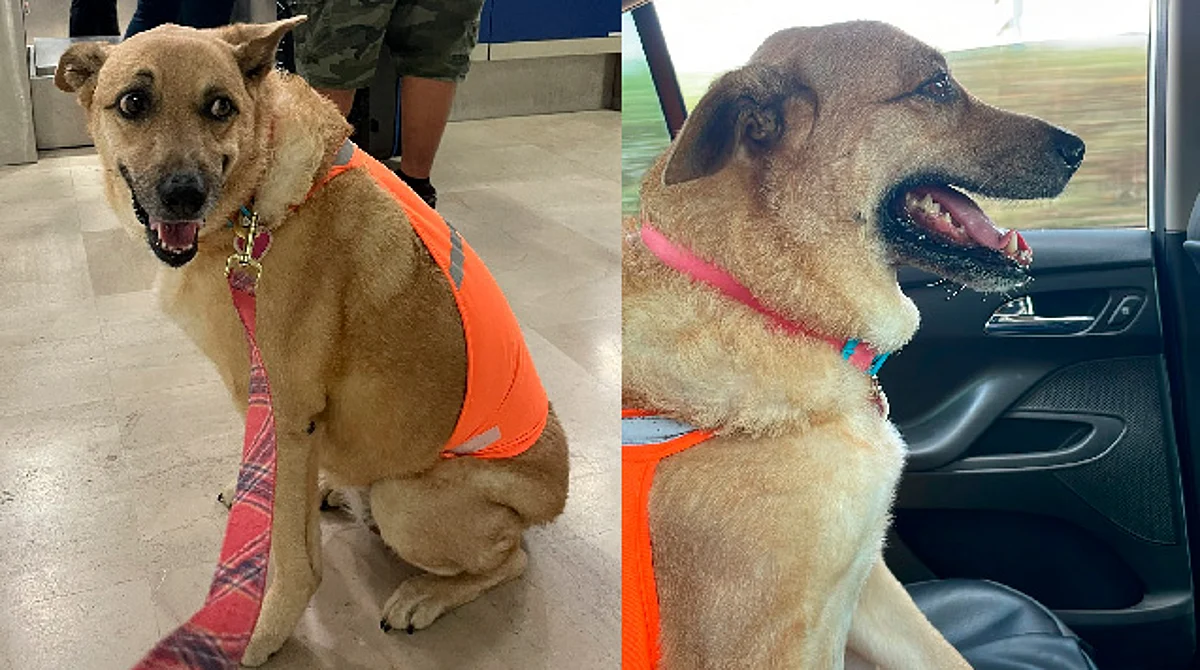 "Me discriminan por ser gorda": perrita Ramona denuncia a aerolínea