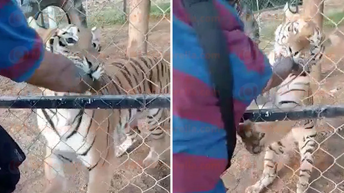 Muere en hospital de Morelia el joven atacado por tigre en Peribán