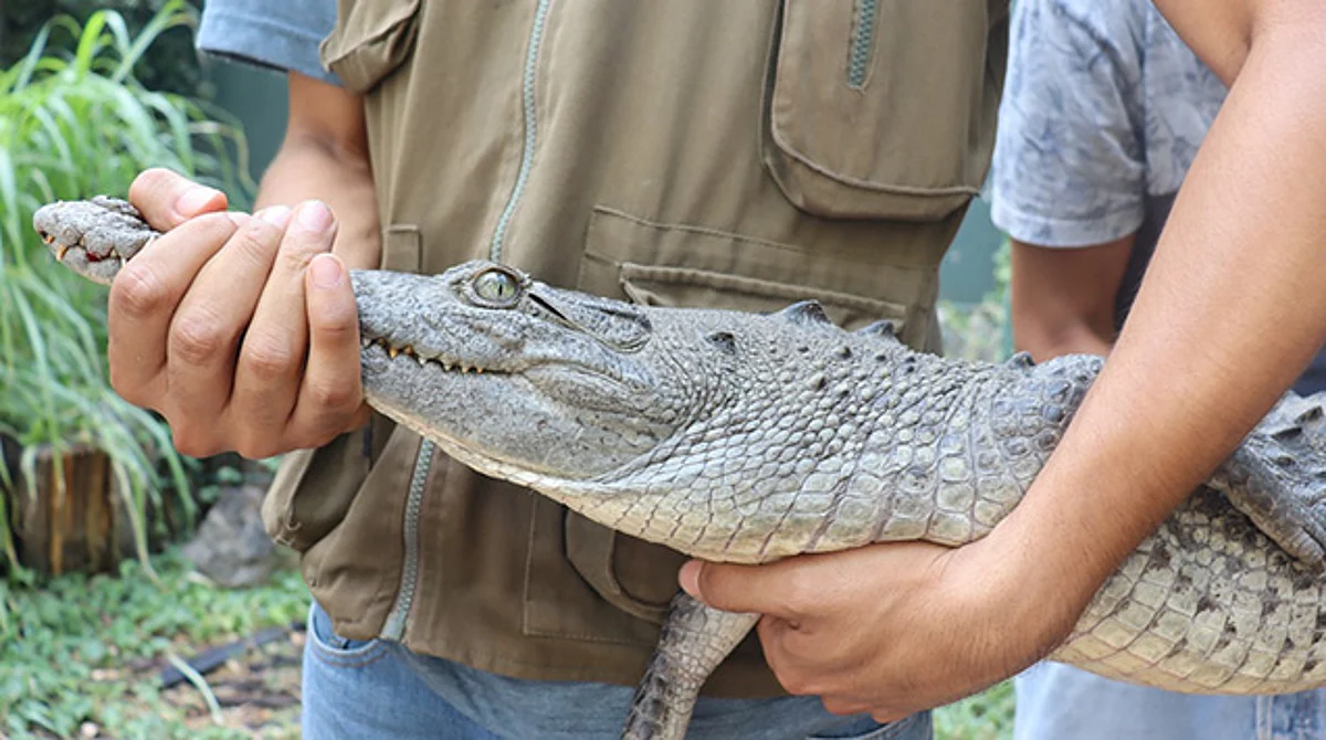 Zoo de Morelia recibe cocodrilo asegurado en Zinapécuaro para valorarlo