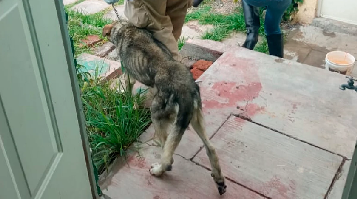 Rescata FGE a perrito abandonado en una casa en Tarímbaro; se moría de hambre
