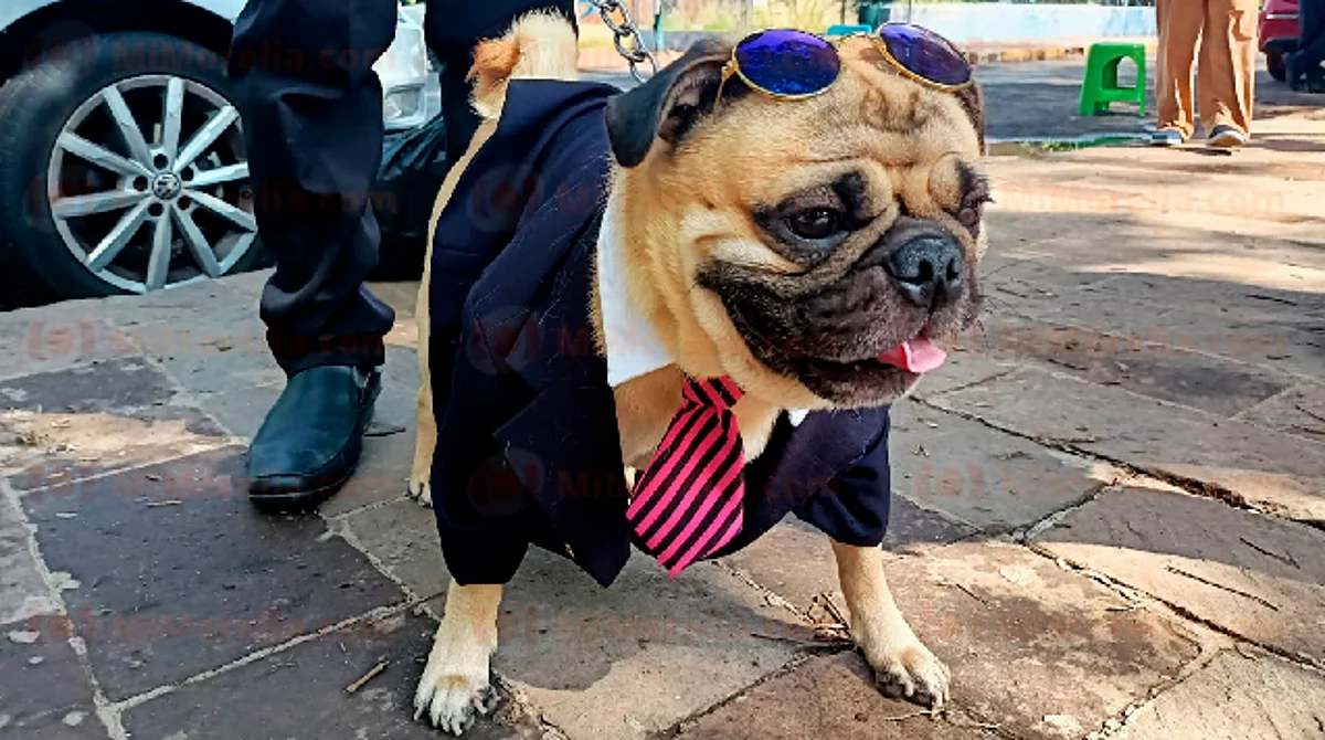 La pugmania llega a Morelia con todo y divertidos disfraces