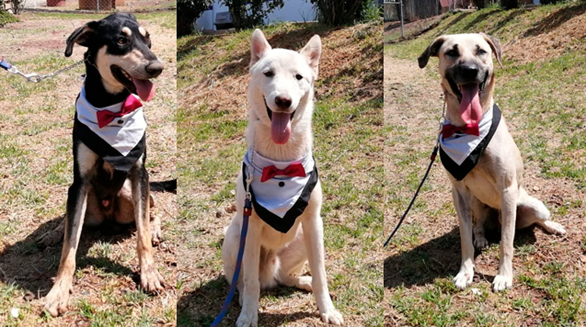 Perritos se ponen guapos para que ya por fin los adopten en Morelia