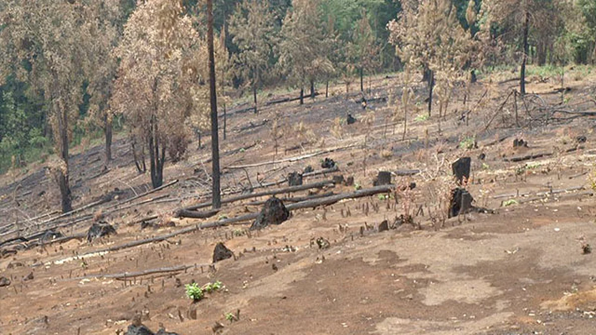 Investiga FGR cambio de uso de suelo en comunidad indígena de Pátzcuaro