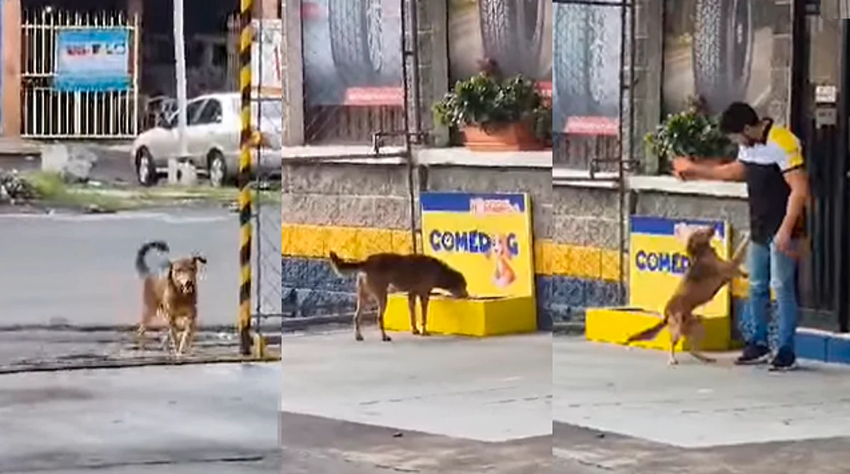 Perrito madruga todo los días para jugar y comer en una llantera