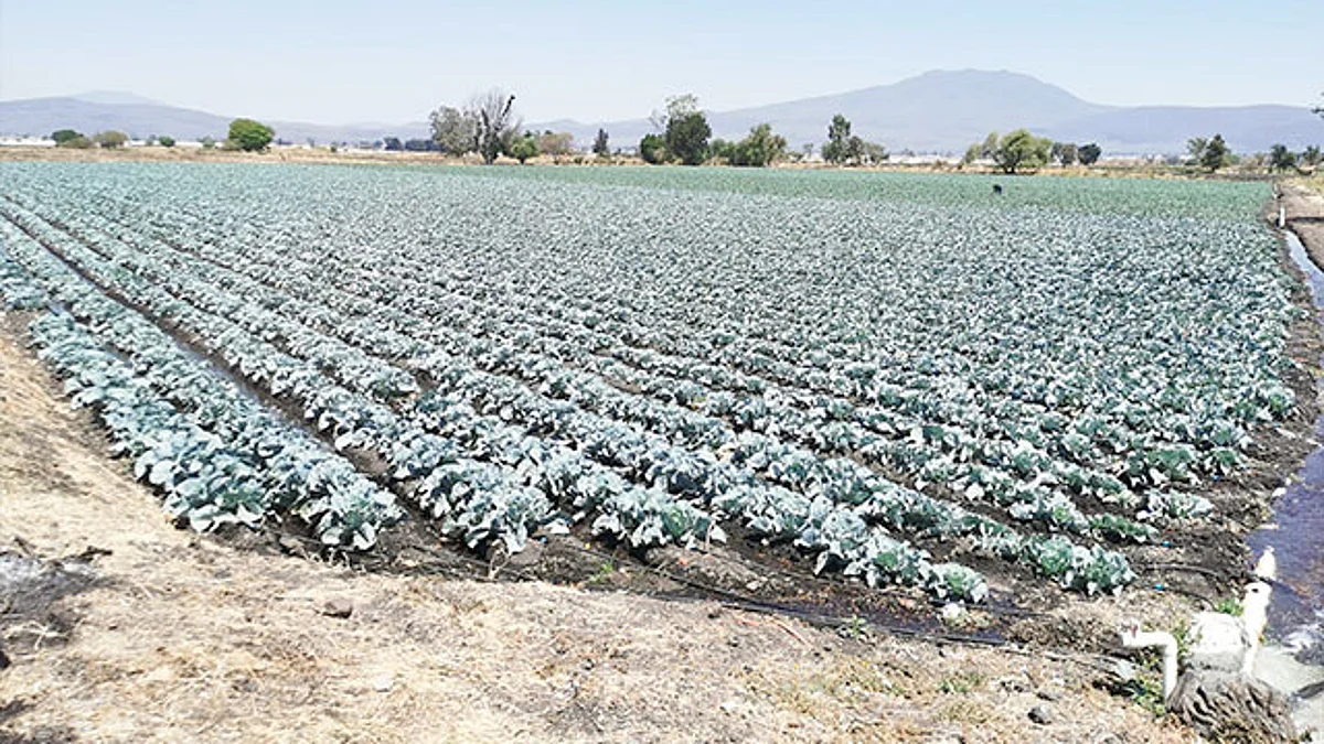 Mantienen trabajos en Zamora para combatir plagas y aplicar fertilizantes