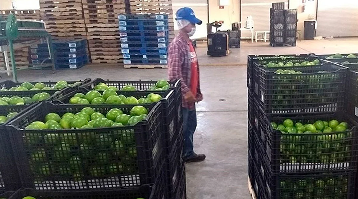 Van por formalizar sector agrícola de Michoacán; el 63% de empresas no cumple