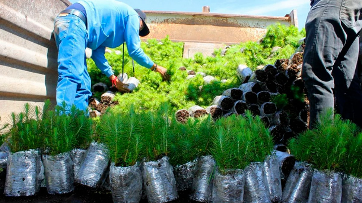 Pátzcuaro recibe en donación 94 mil 500 pinos para temporada de reforestación