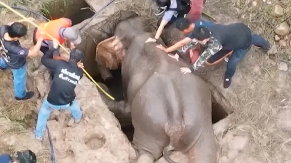 Rescatan a bebé elefante y a su madre en Tailandia