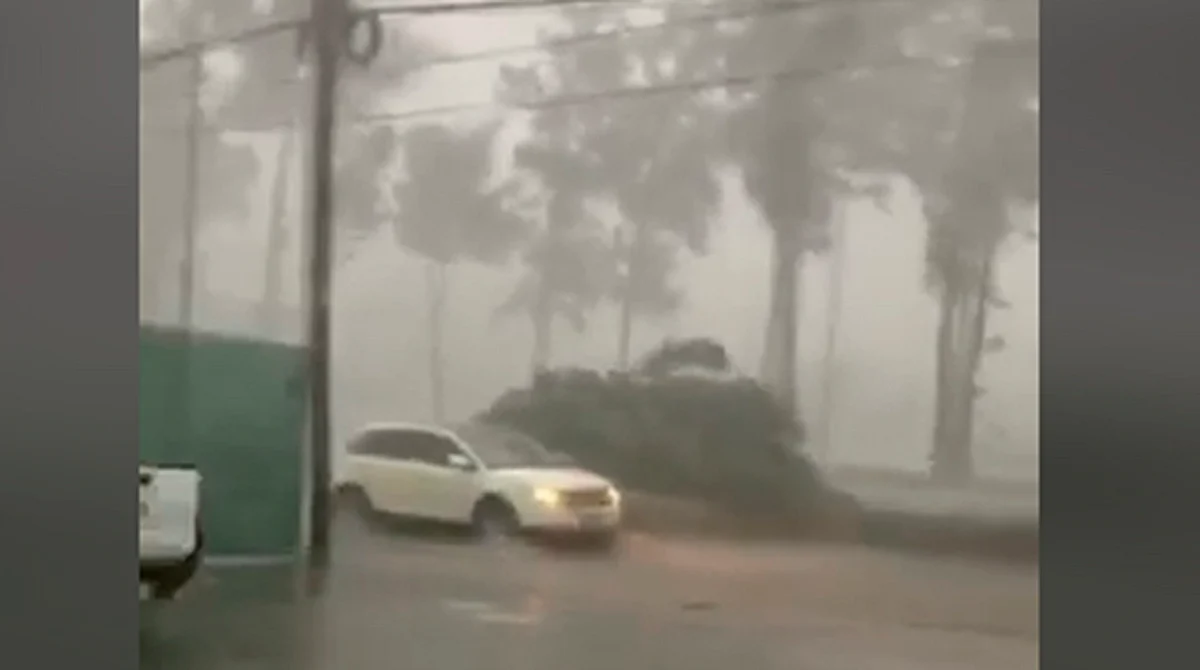 Fuerte lluvia con viento derriba árbol en Morelia