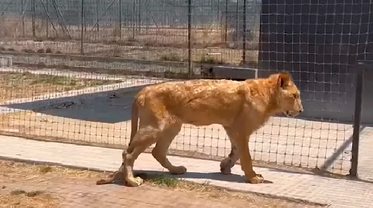 Los animales estaban al borde de la inanición