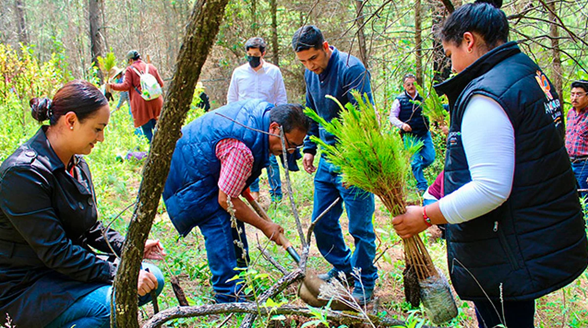 Van por reforestar 1 millón de arboles en 15 días en el oriente de Michoacán