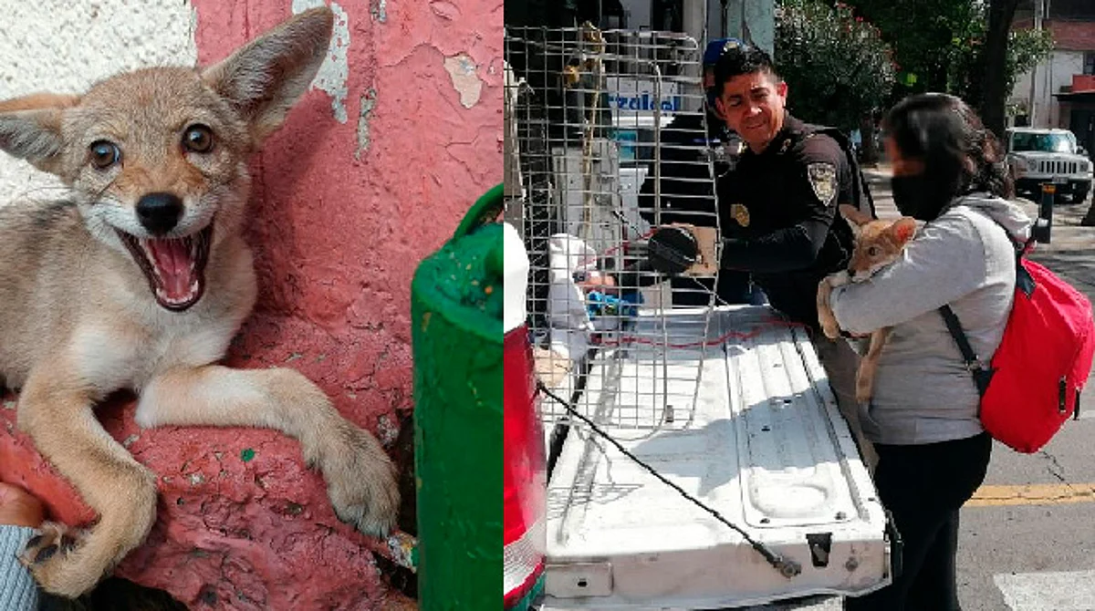 Rescatan a cachorro de coyote que deambulaba por las calles en CDMX