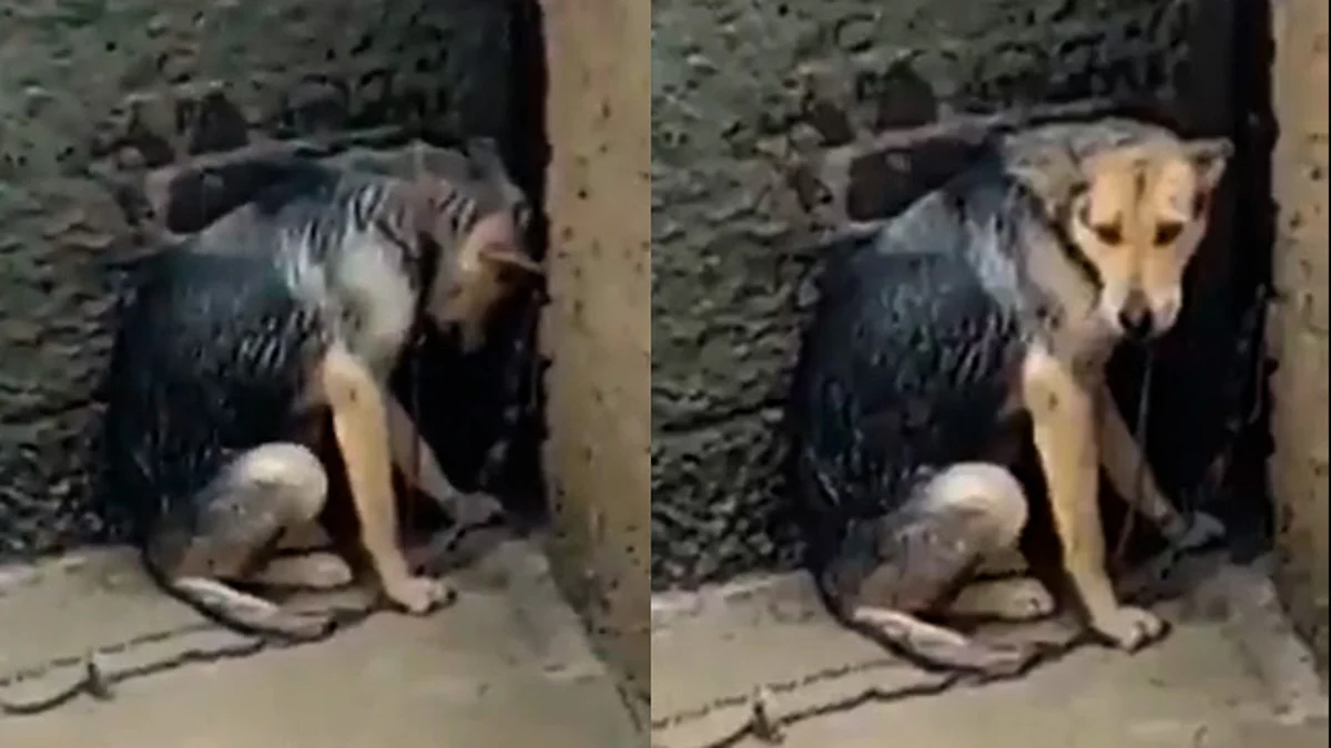 Exhiben maltrato a perrita amarrada en azotea; Fiscalía de EdoMex abre investigación