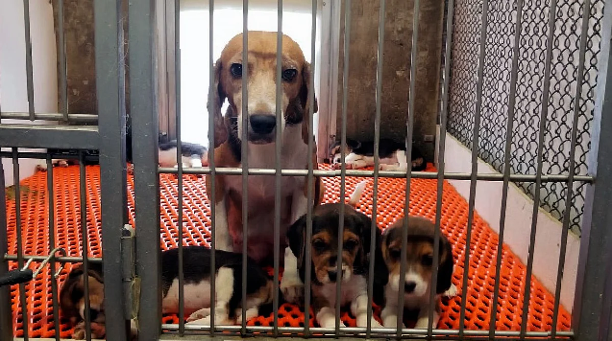 Rescatan a 4 mil beagles de un centro de investigación en EU