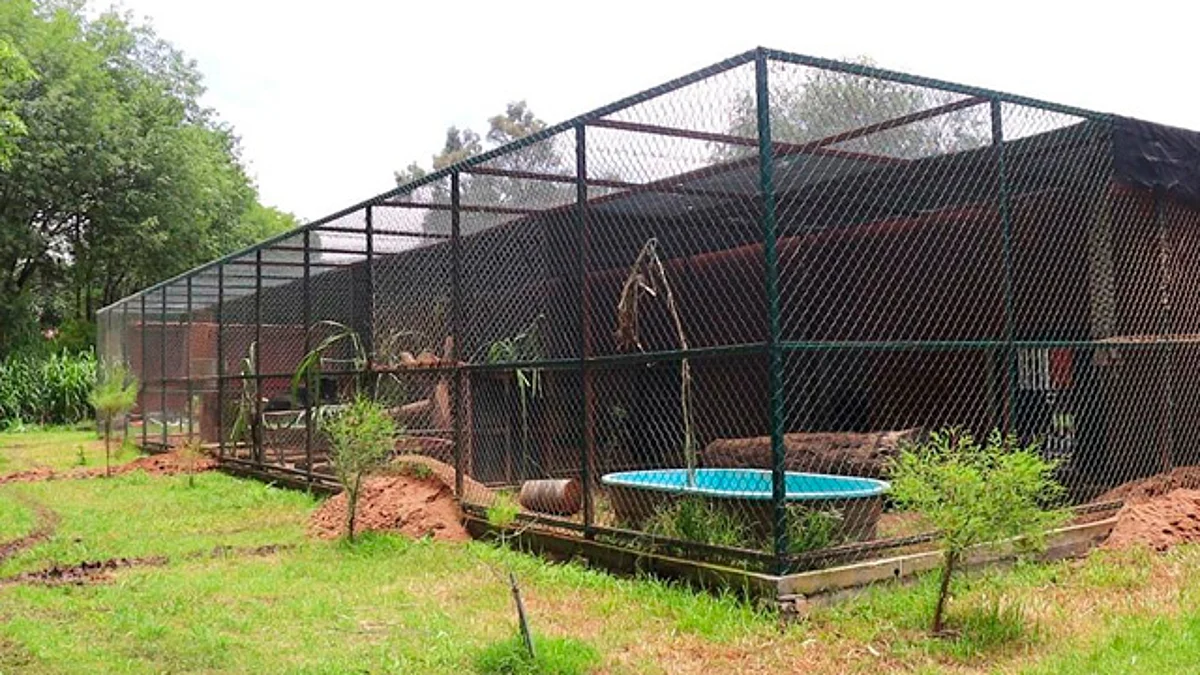 Se trata de animales rescatados del santuario Black Jaguar-White Tiger