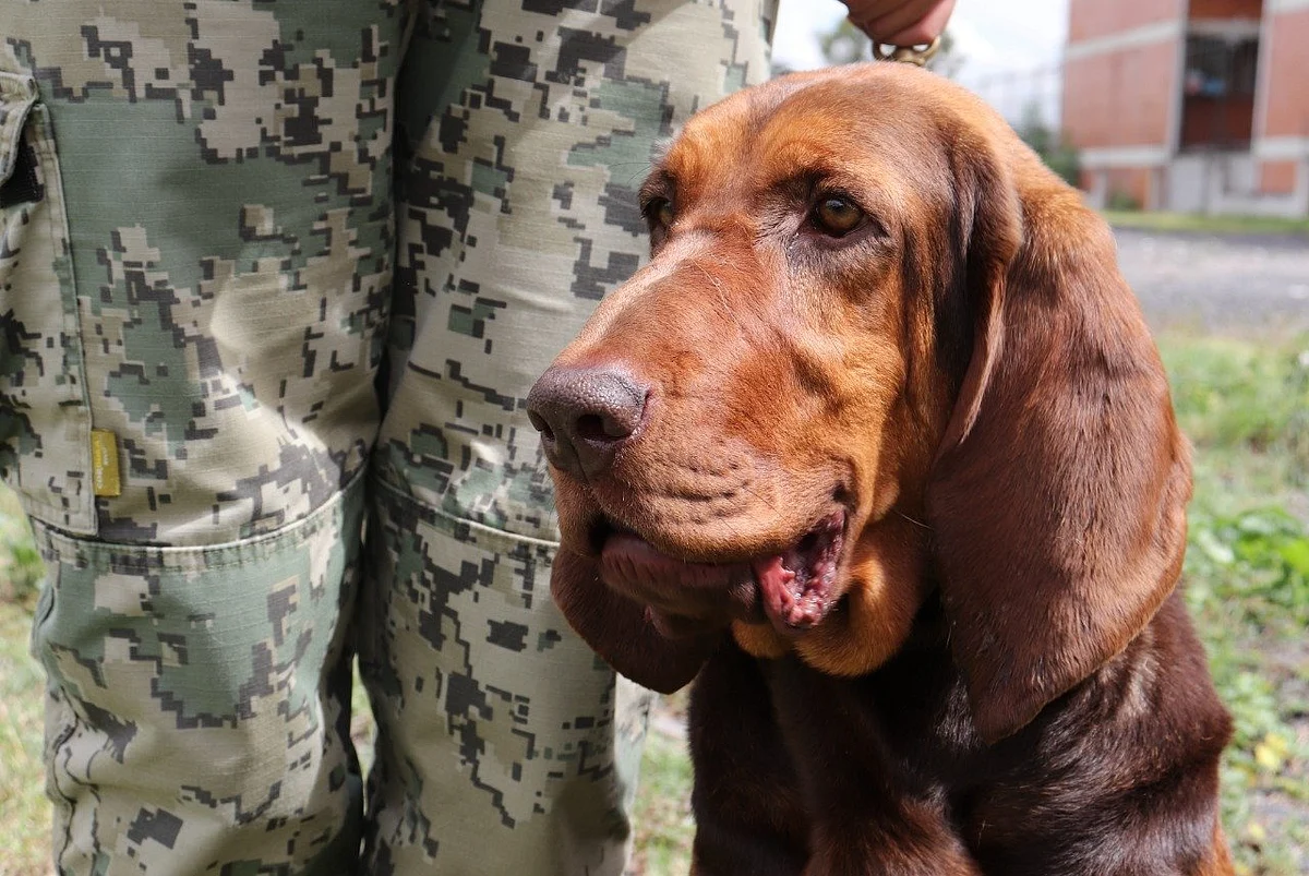 La perrita está especializada en búsqueda y rescate