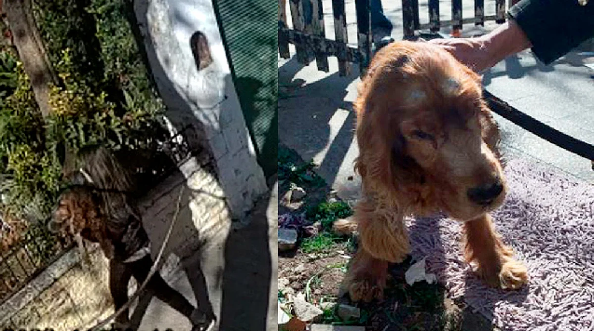 Mujer abandona a perrito ciego junto una carta; le buscan hogar
